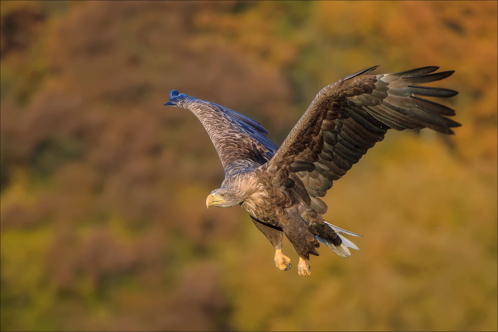 Seeadler