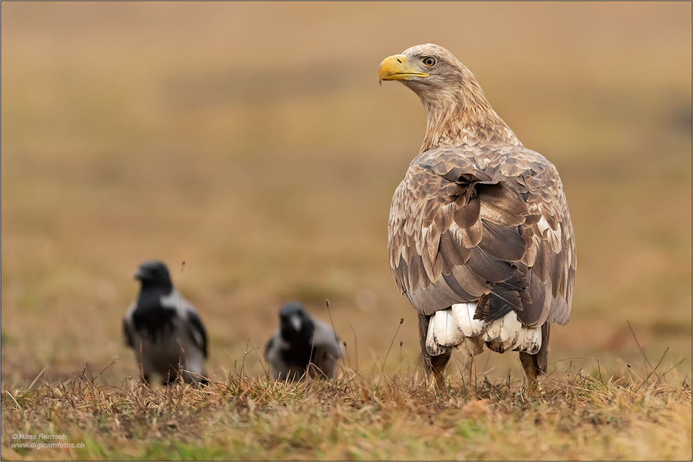 Seeadler