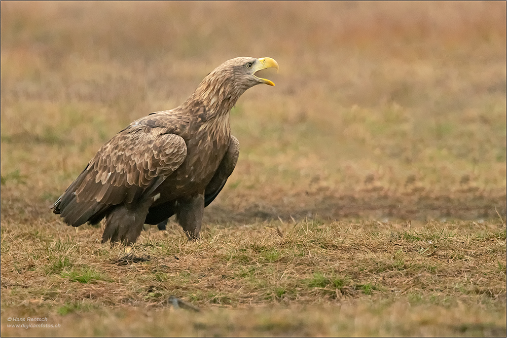 Seeadler