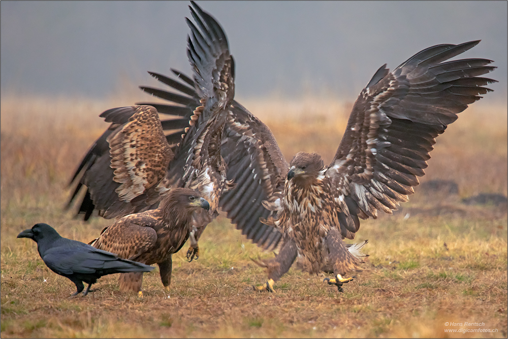 Seeadler