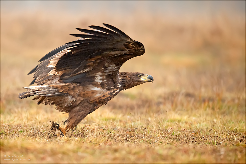 Seeadler