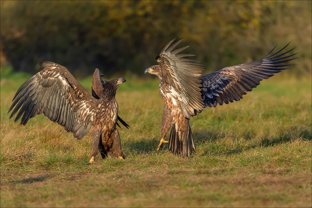 Seeadler