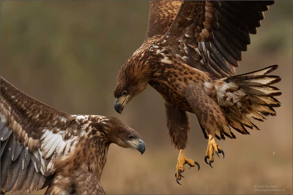 Seeadler