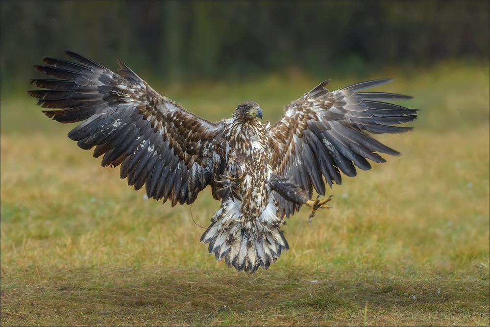 Seeadler