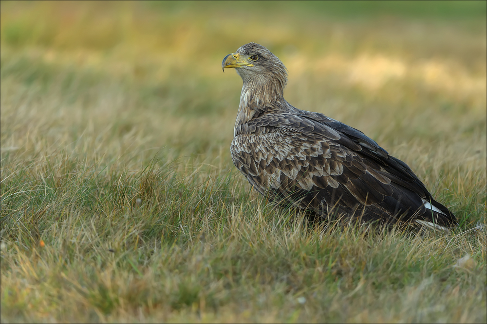 Seeadler