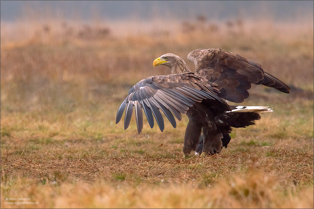 Seeadler