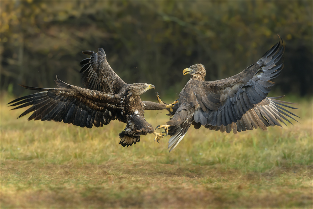 Seeadler