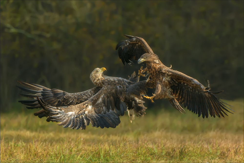 Seeadler