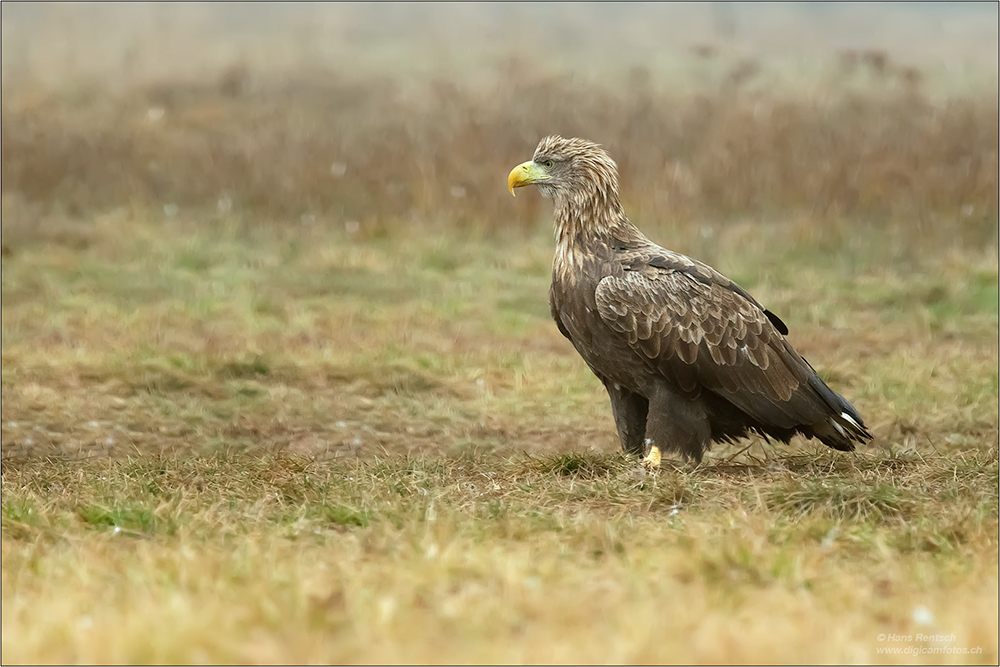 Seeadler