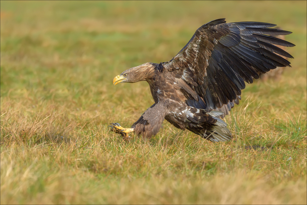 Seeadler