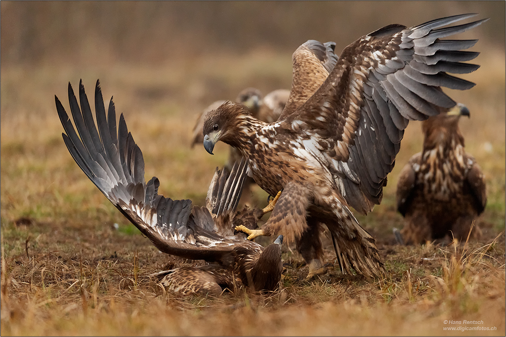 Seeadler