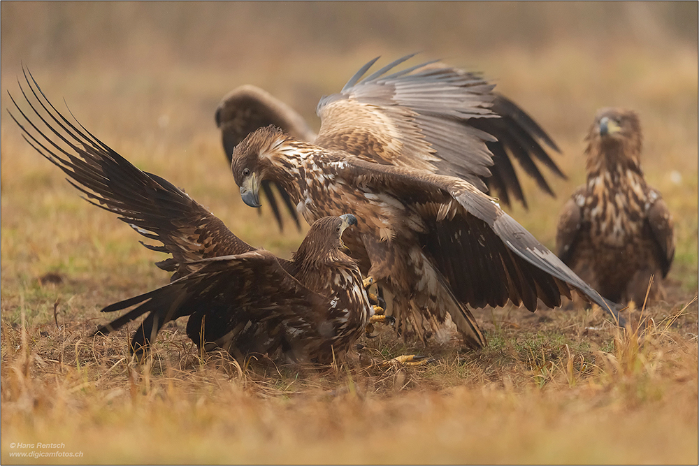 Seeadler