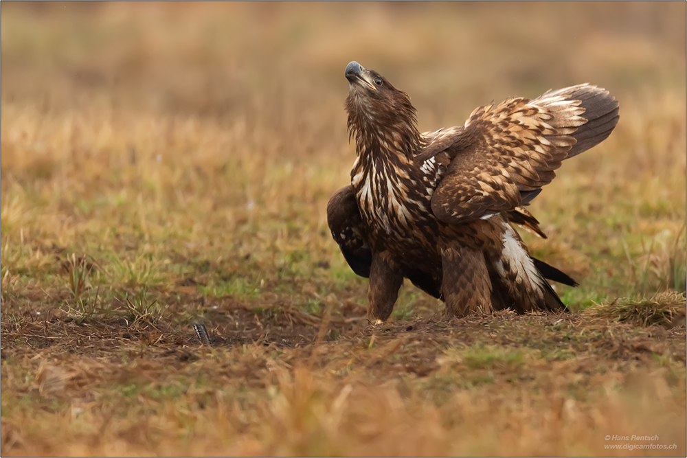 Seeadler