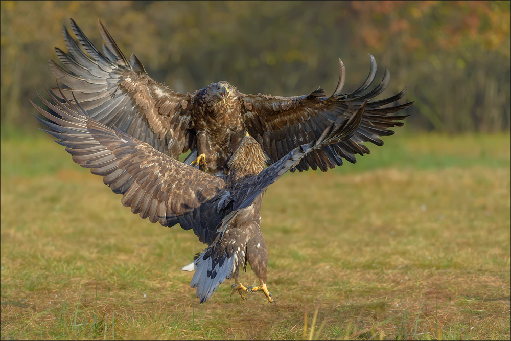 Seeadler