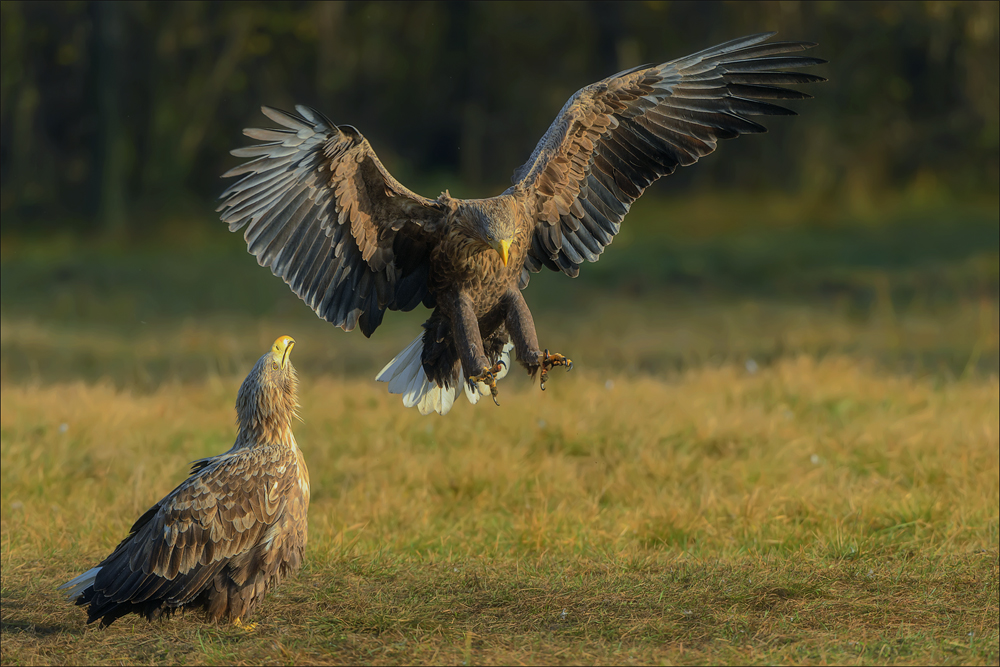 Seeadler