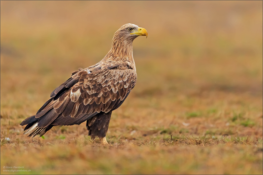 Seeadler