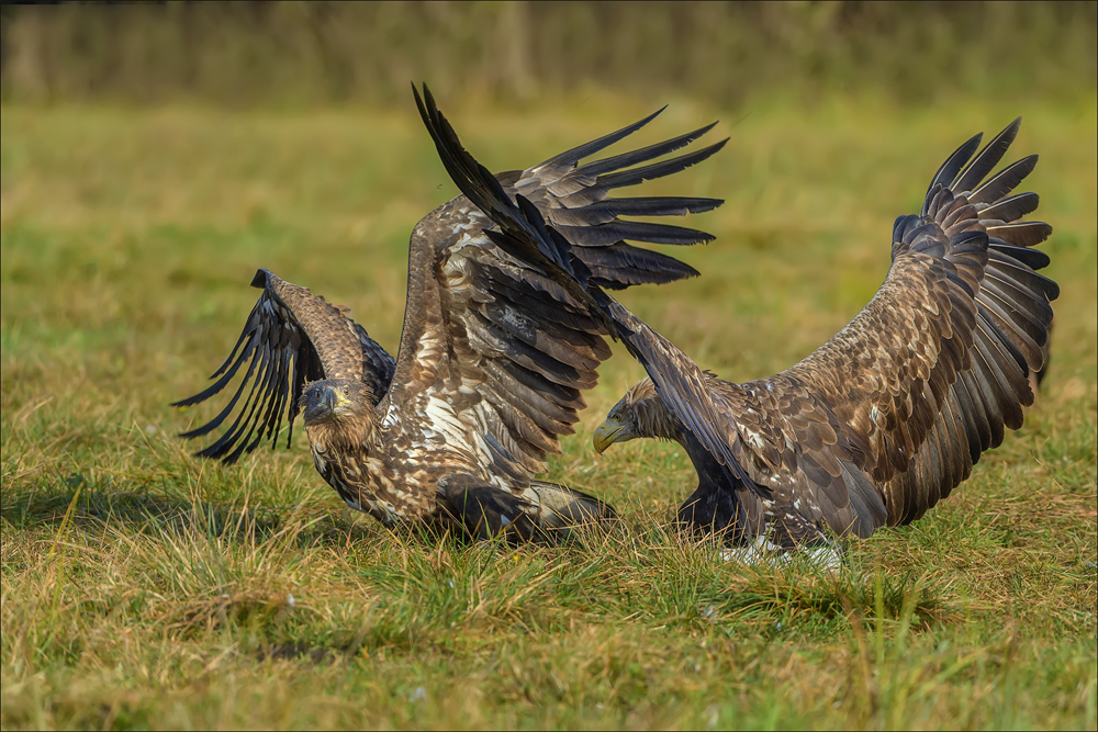 Seeadler