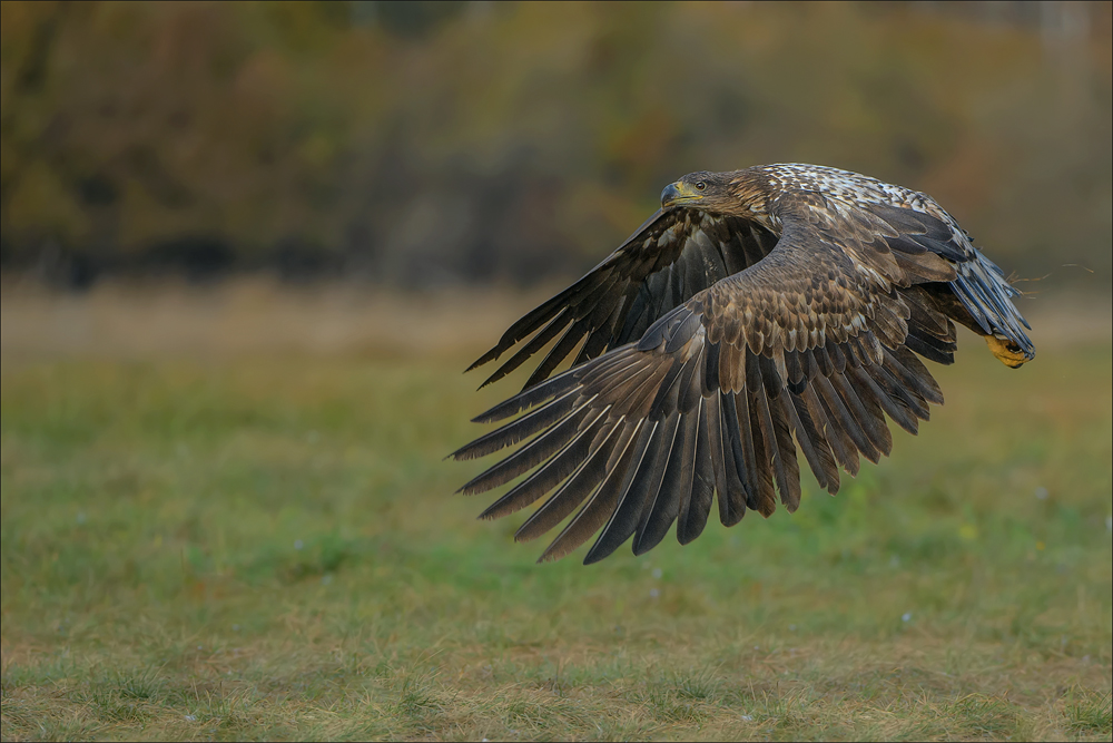 Seeadler