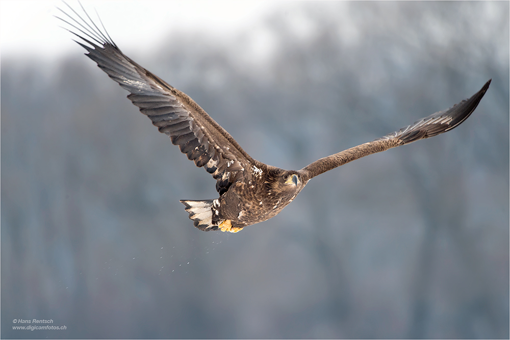 Seeadler