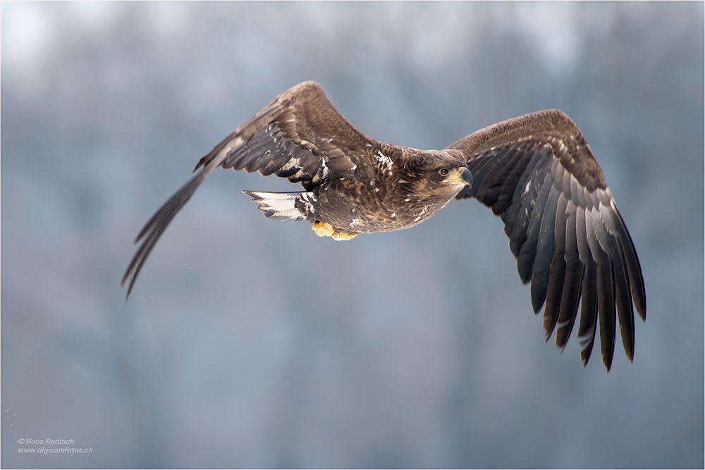 Seeadler