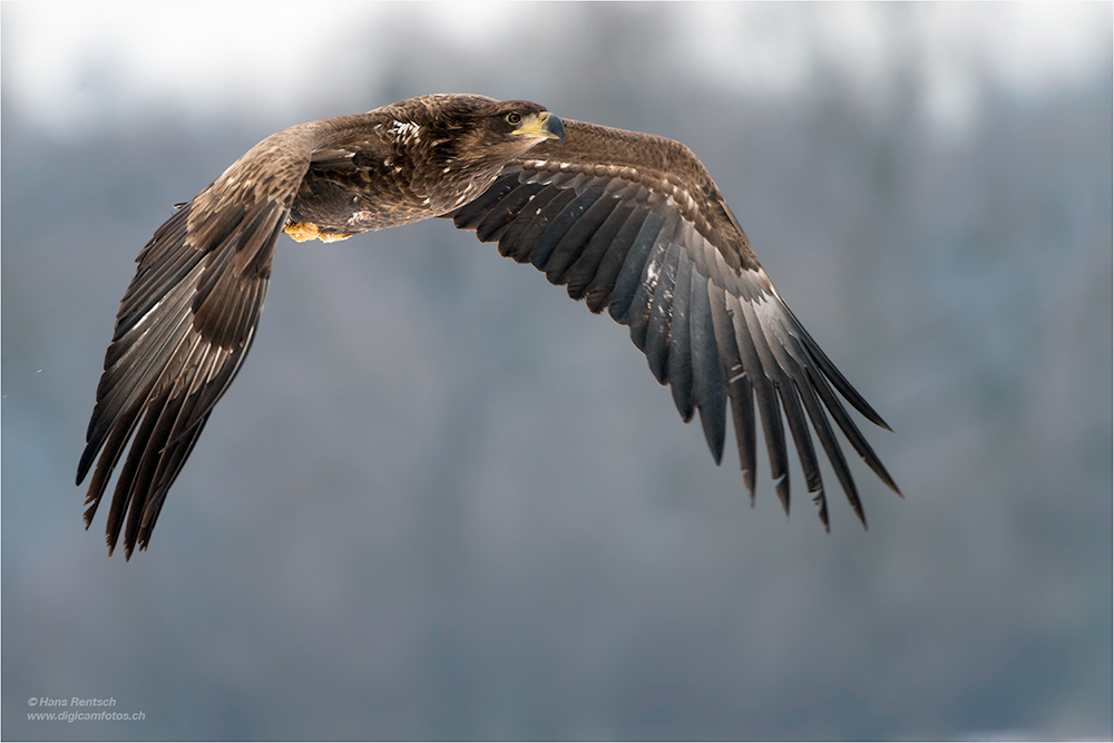 Seeadler