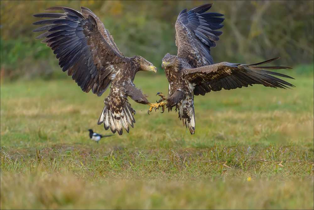 Seeadler