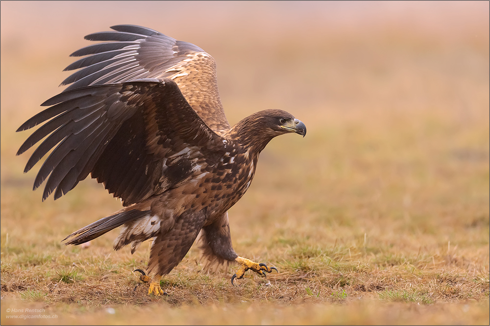 Seeadler