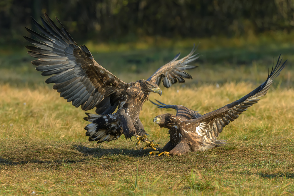 Seeadler