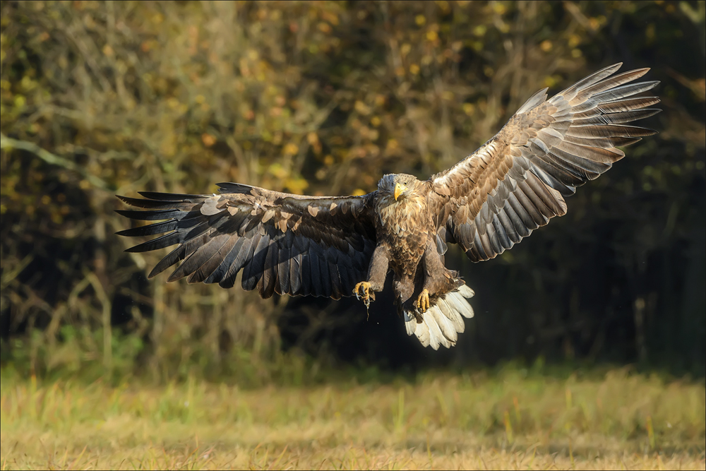 Seeadler