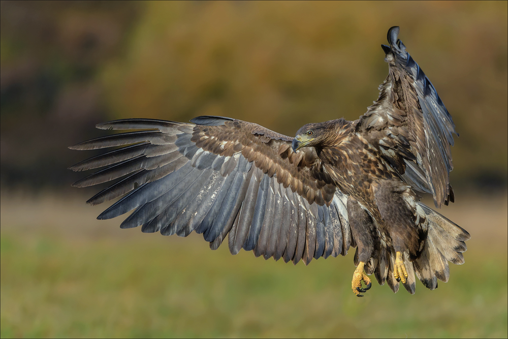 Seeadler