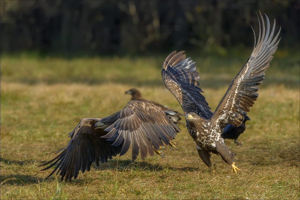 Seeadler