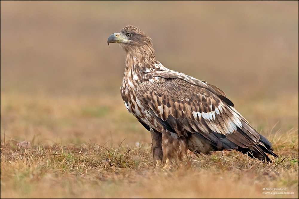 Seeadler