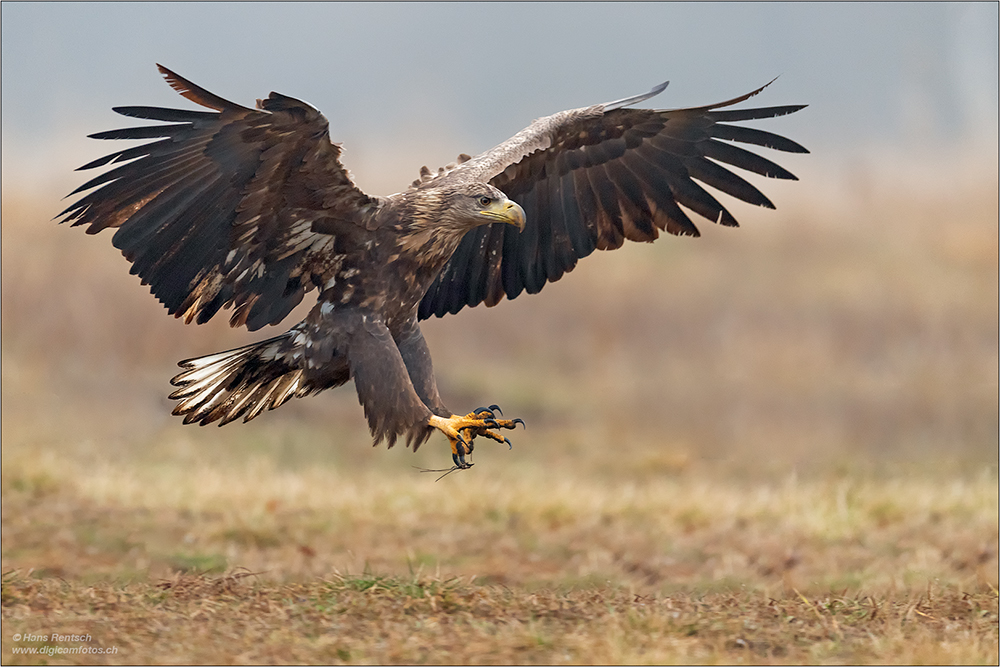 Seeadler