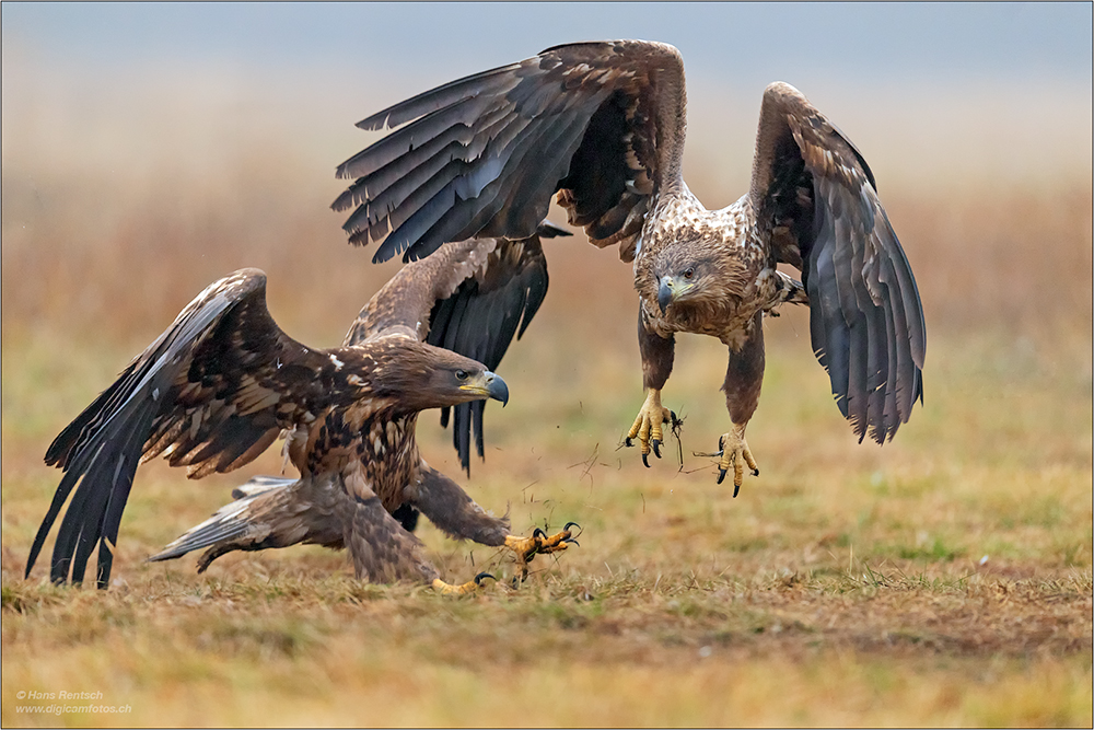 Seeadler