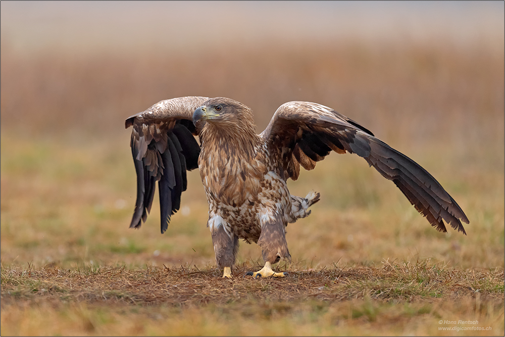 Seeadler