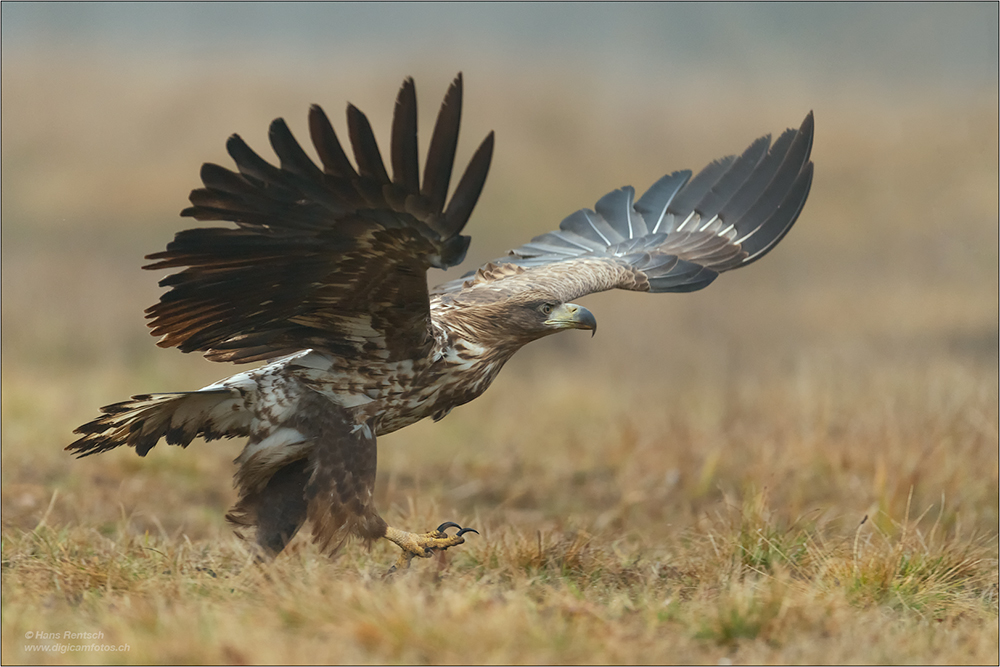 Seeadler