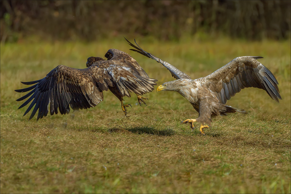 Seeadler