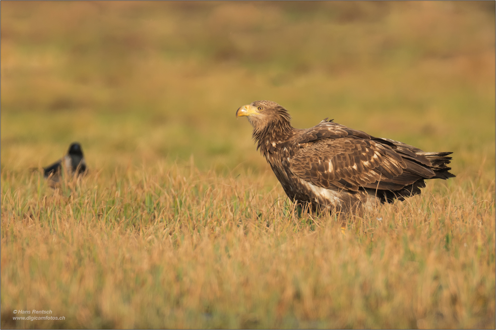 Seeadler