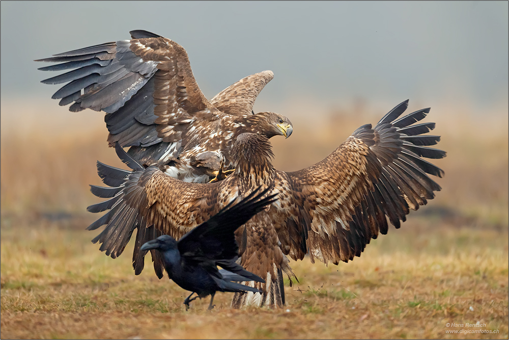 Seeadler