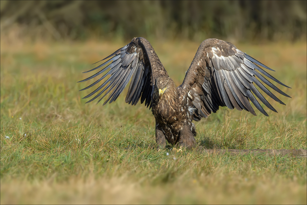 Seeadler