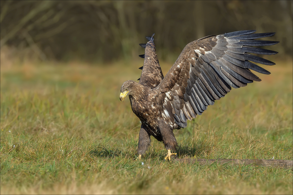 Seeadler