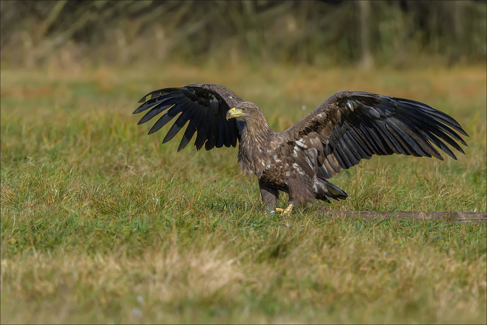 Seeadler