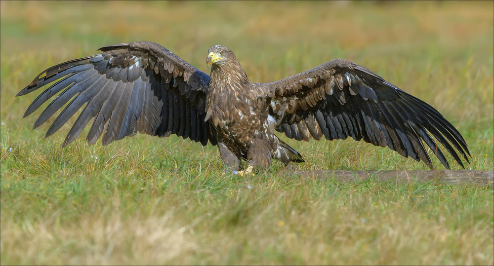 Seeadler