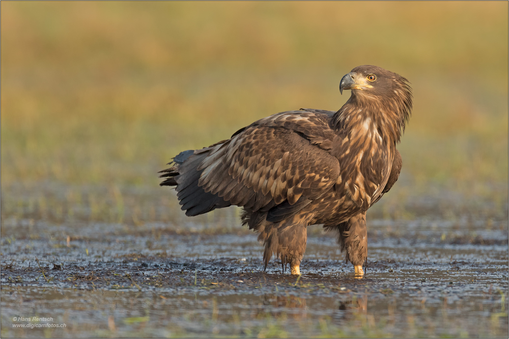 Seeadler