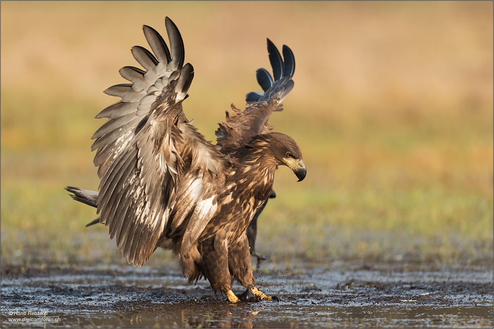 Seeadler