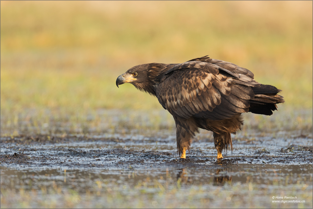 Seeadler