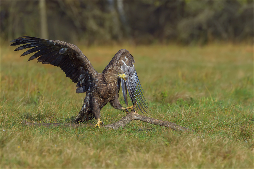 Seeadler