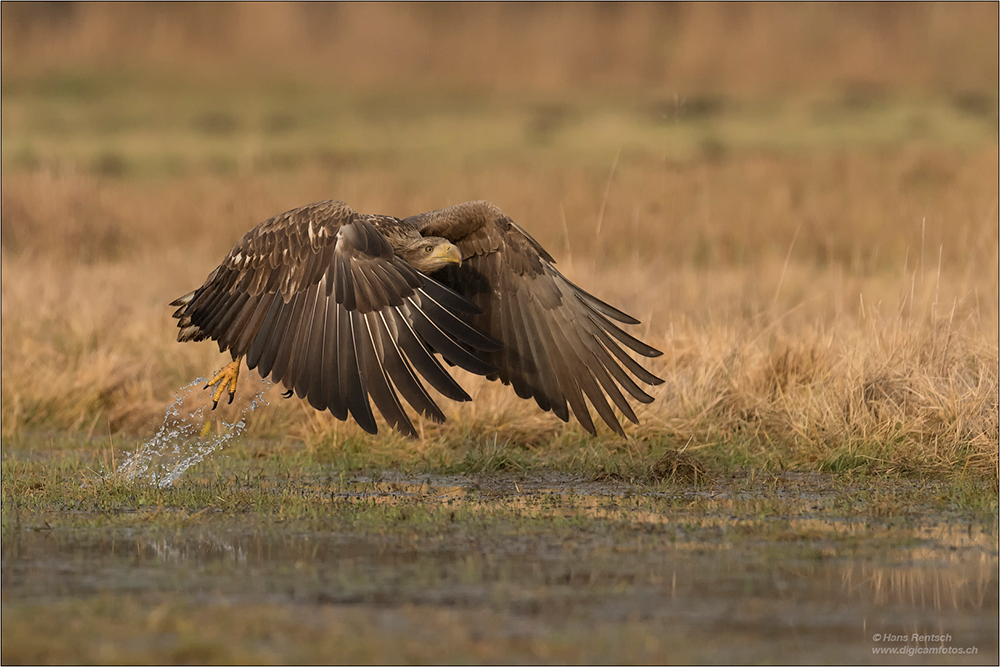 Seeadler