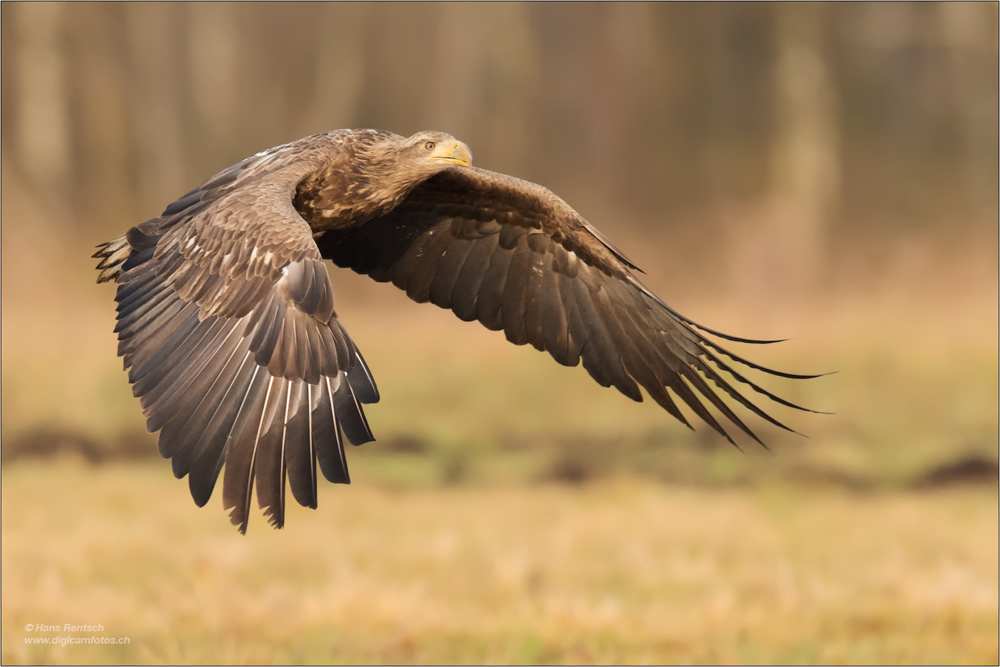 Seeadler