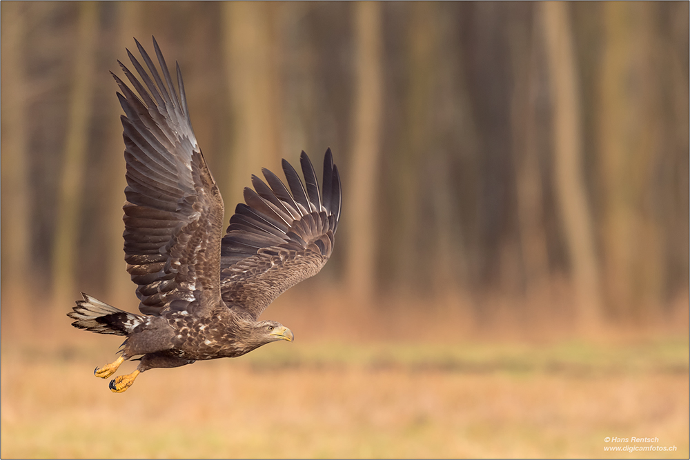 Seeadler